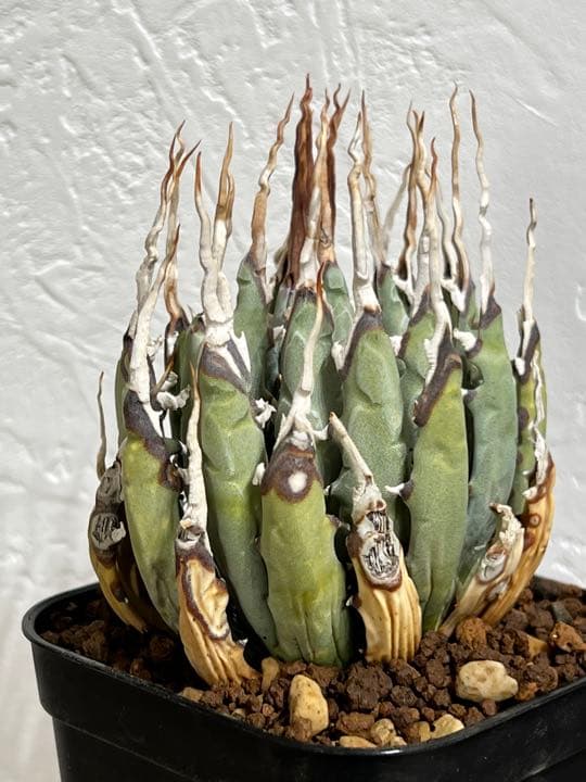 ◾️エボリスピナ 陽炎②◾️エグいうねり