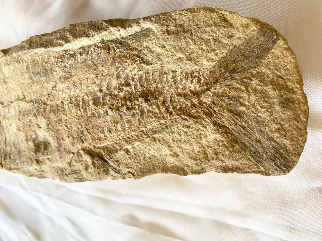 ブラジル産　魚の化石　4.7kg 62cm×14cm ①