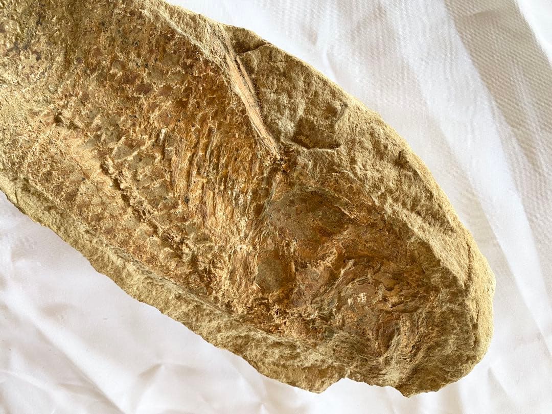 ブラジル産　魚の化石　4.7kg 62cm×14cm ①