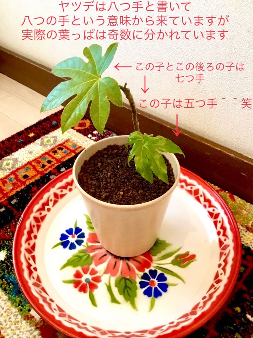 完売　　縁起木＊魔除け【ヤツデ/八つ手/天狗の団扇】天然野生育ち/2株/鉢植え