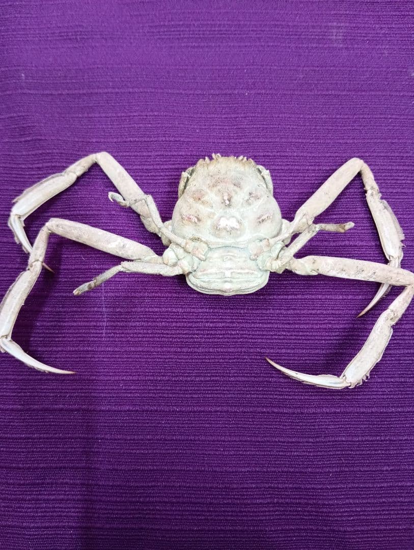 源平合戦古戦場讃岐屋島壇ノ浦周防下関檀之浦戦い平家武者怨霊海底人面蟹標本品