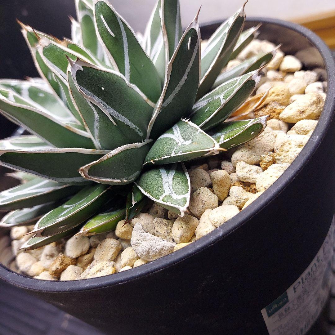 じ*む様 親株販売！！　子株付き　アガベ　姫笹の雪　特濃白ペンキ　耐寒性あり　オ