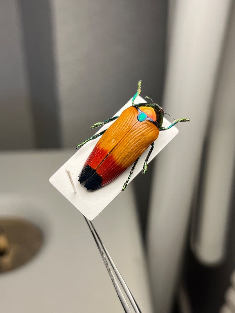 【26mm】ツマルリハデムカシタマムシ 標本 スハンダエ プラチナコガネ