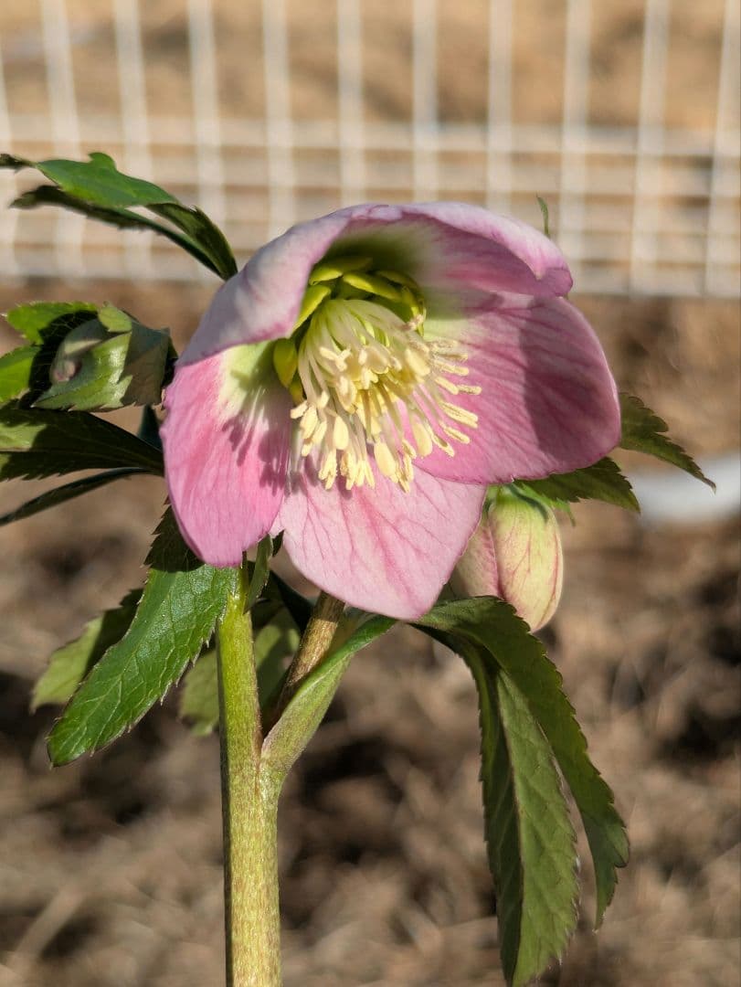 【極美・希少】WS ウィンターシンフォニー パステルピンク整形花