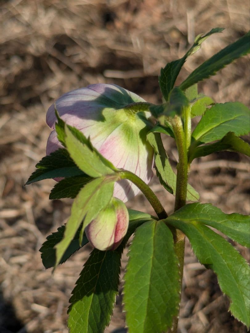 【極美・希少】WS ウィンターシンフォニー パステルピンク整形花