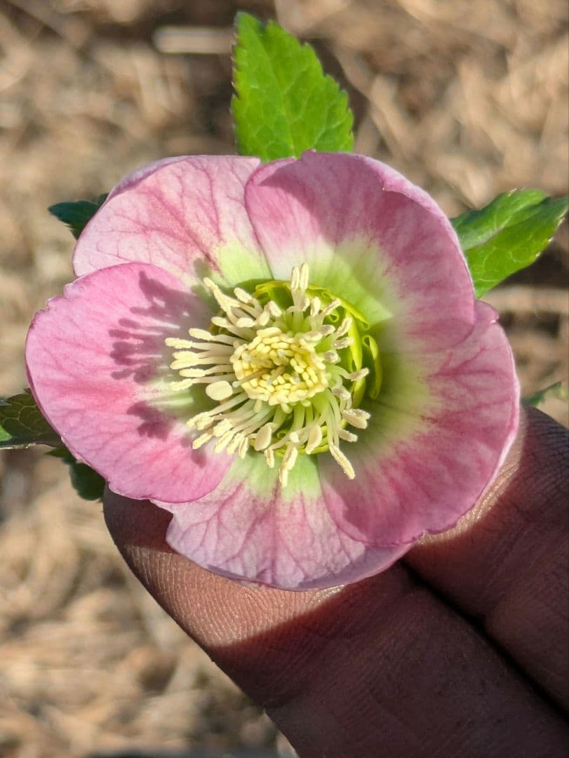 【極美・希少】WS ウィンターシンフォニー パステルピンク整形花