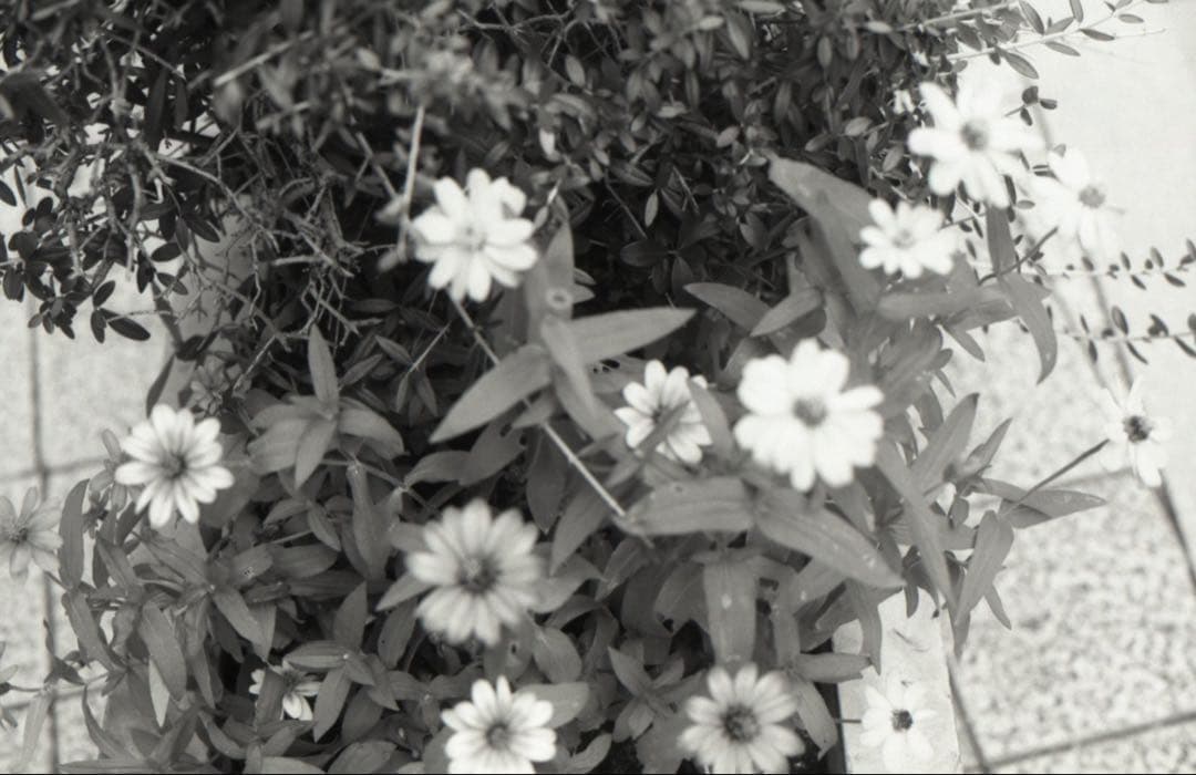 Canon T80 ＋ New FD 50mm F2 動作確認済み 作例あり