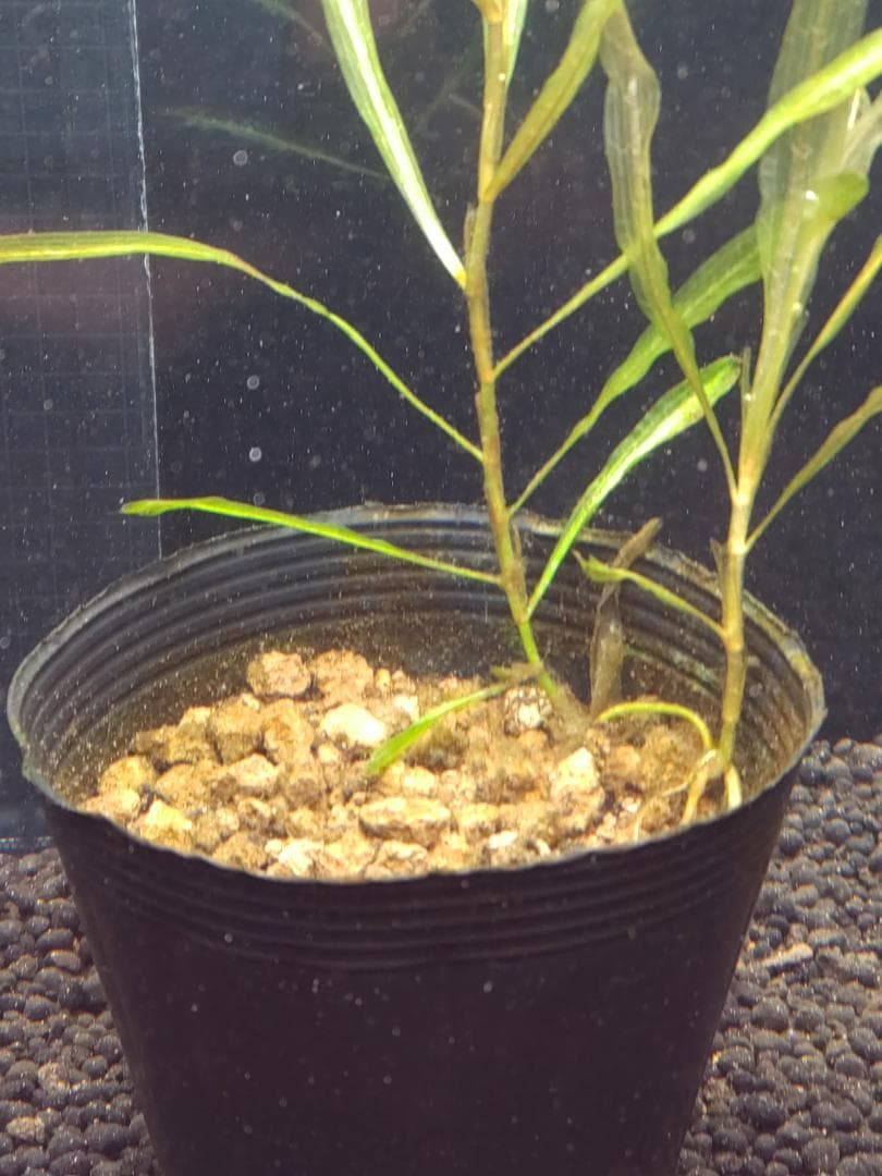 ホソバヒルムシロ （中株）