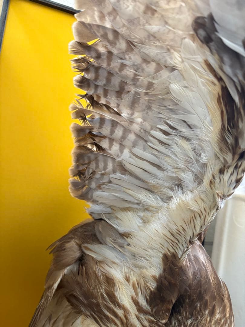 大鷹 剥製
