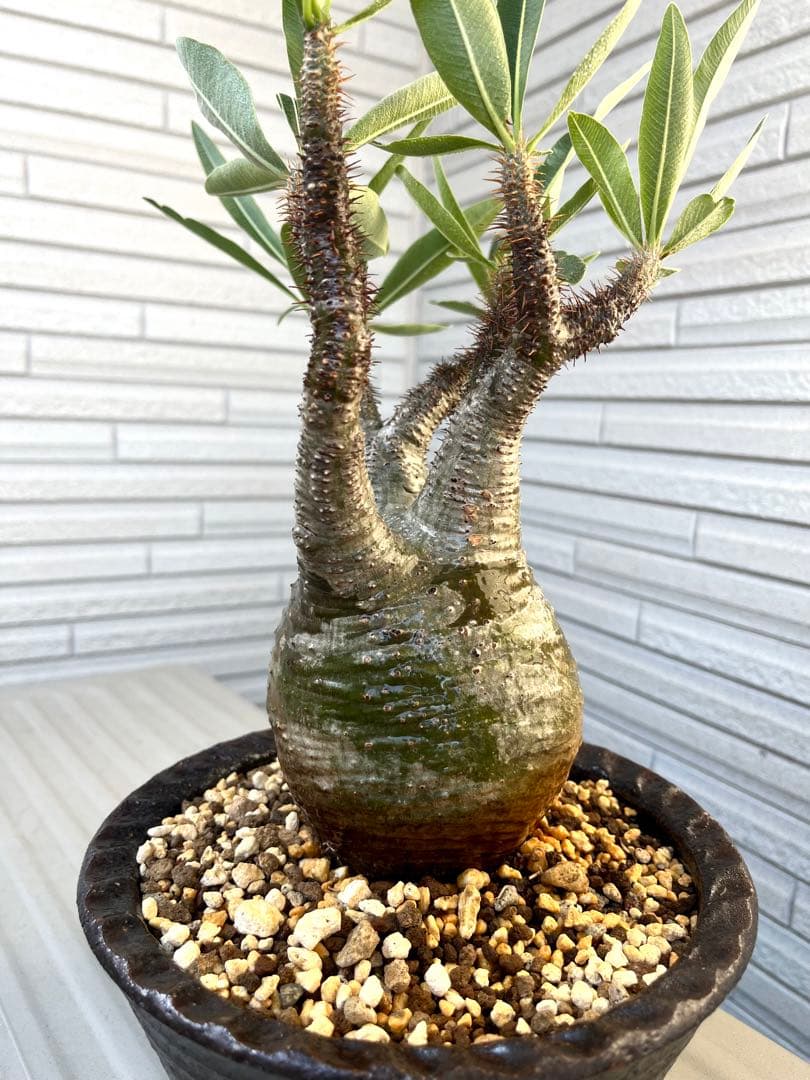 グラキリス　現地球　発根6年目株