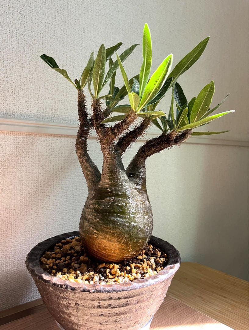 グラキリス　現地球　発根6年目株