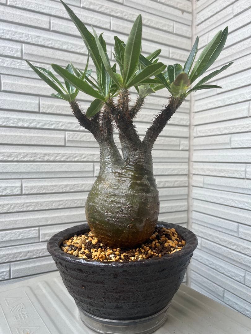 グラキリス　現地球　発根6年目株