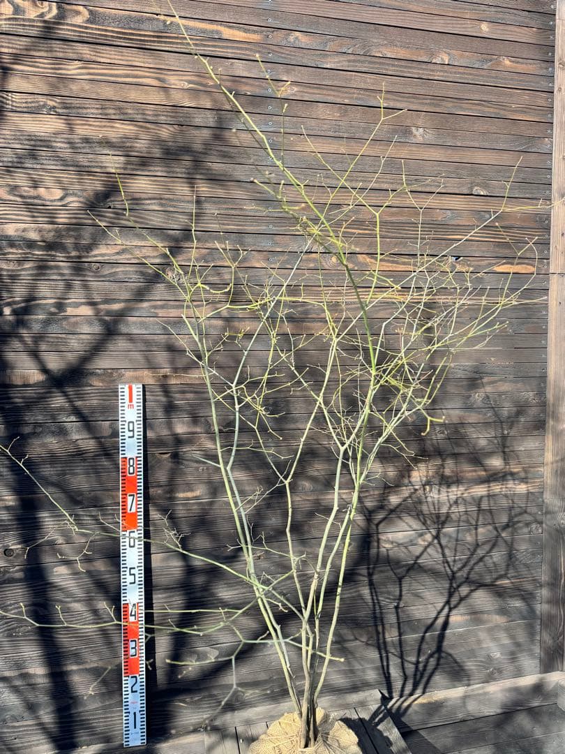 ヤマモミジ/山採り天然木【現品発送】管理80028