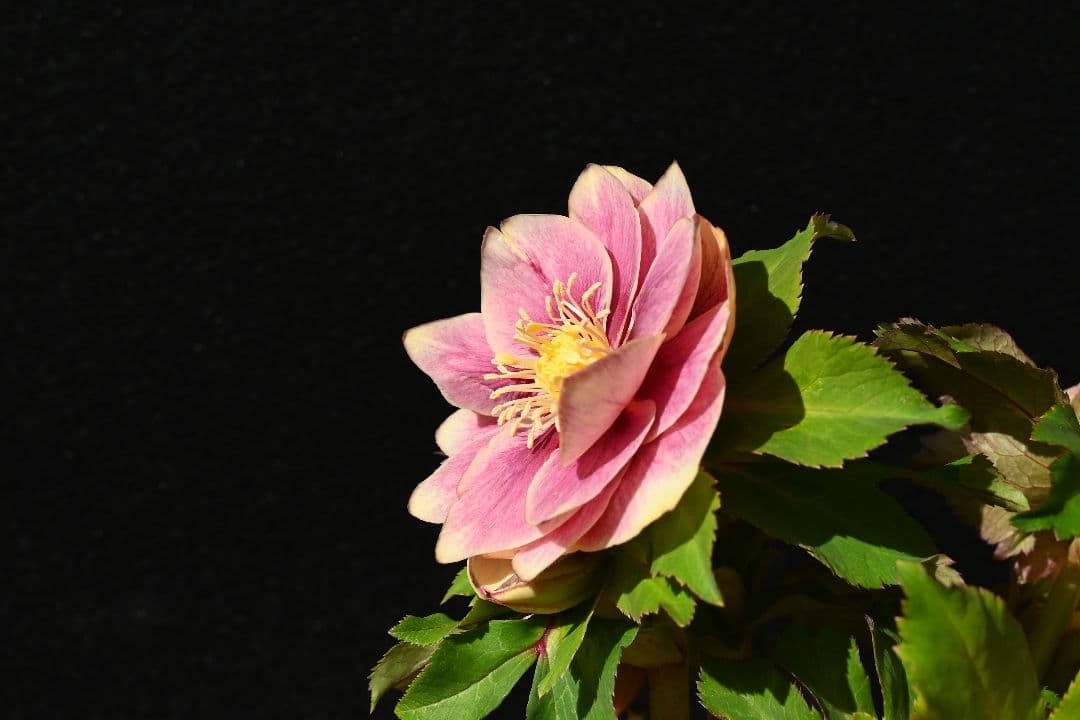 クリスマスローズ　認定プリマヴェーラゴールド　つぼみいっぱい　加藤農園