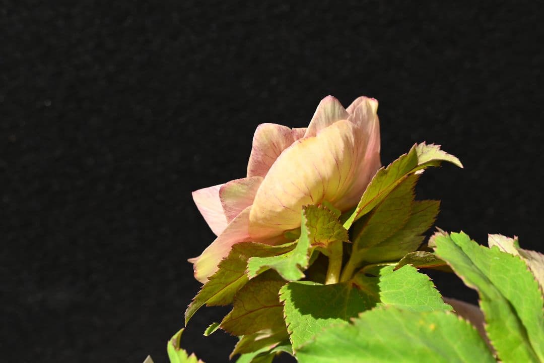 クリスマスローズ　認定プリマヴェーラゴールド　つぼみいっぱい　加藤農園