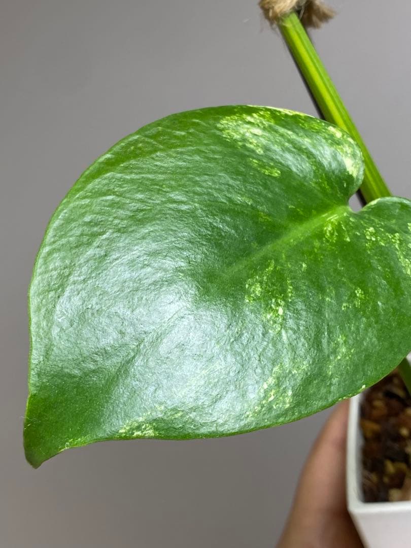 【これは本物です✨】モンステラ　イエローマリリン　黄斑　オーレア　希少　人気‼️