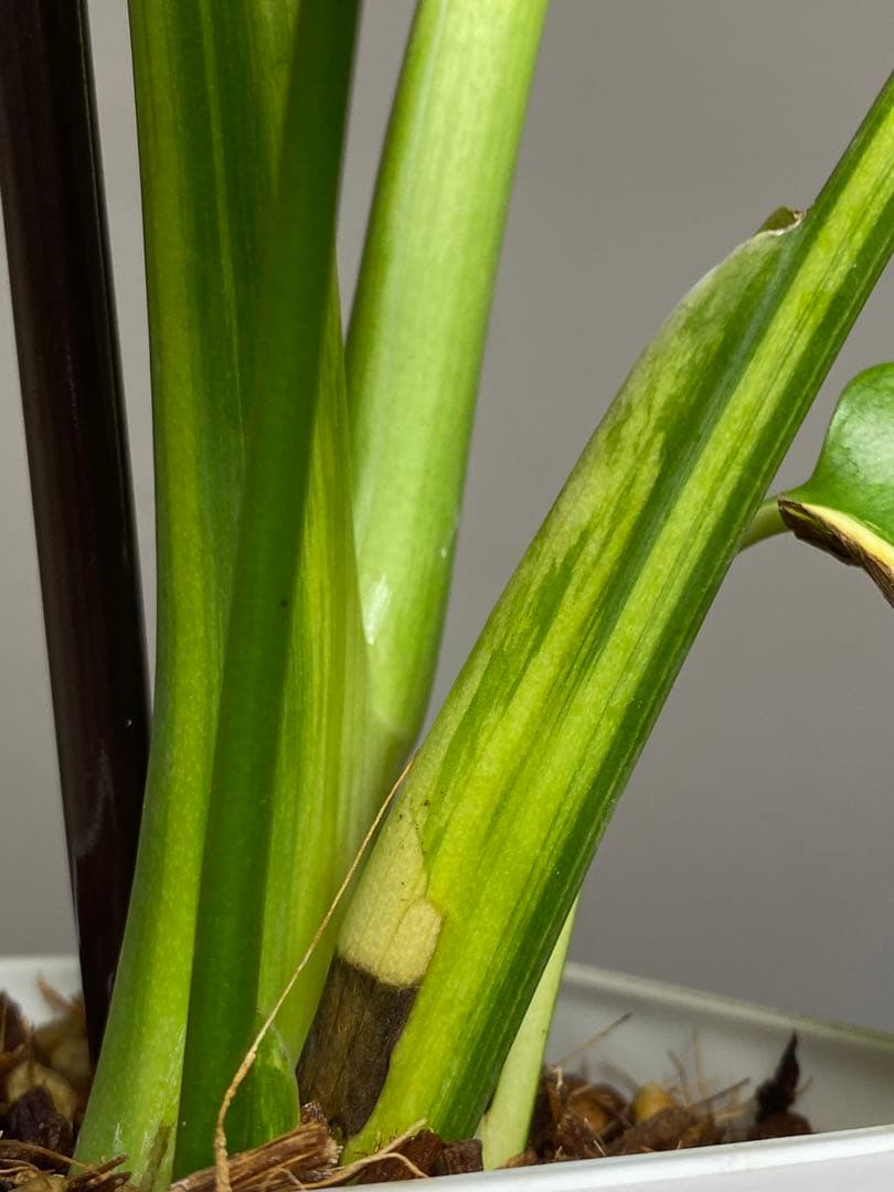 【これは本物です✨】モンステラ　イエローマリリン　黄斑　オーレア　希少　人気‼️