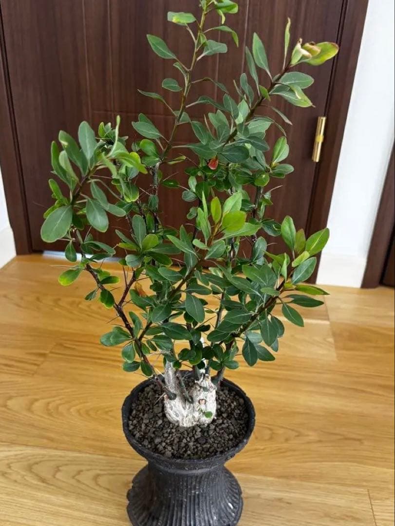 noriki様　国内実生30年以上物 フォークイエリア ファシクラータ 2頭