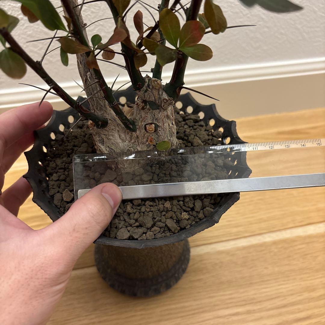 noriki様　国内実生30年以上物 フォークイエリア ファシクラータ 2頭