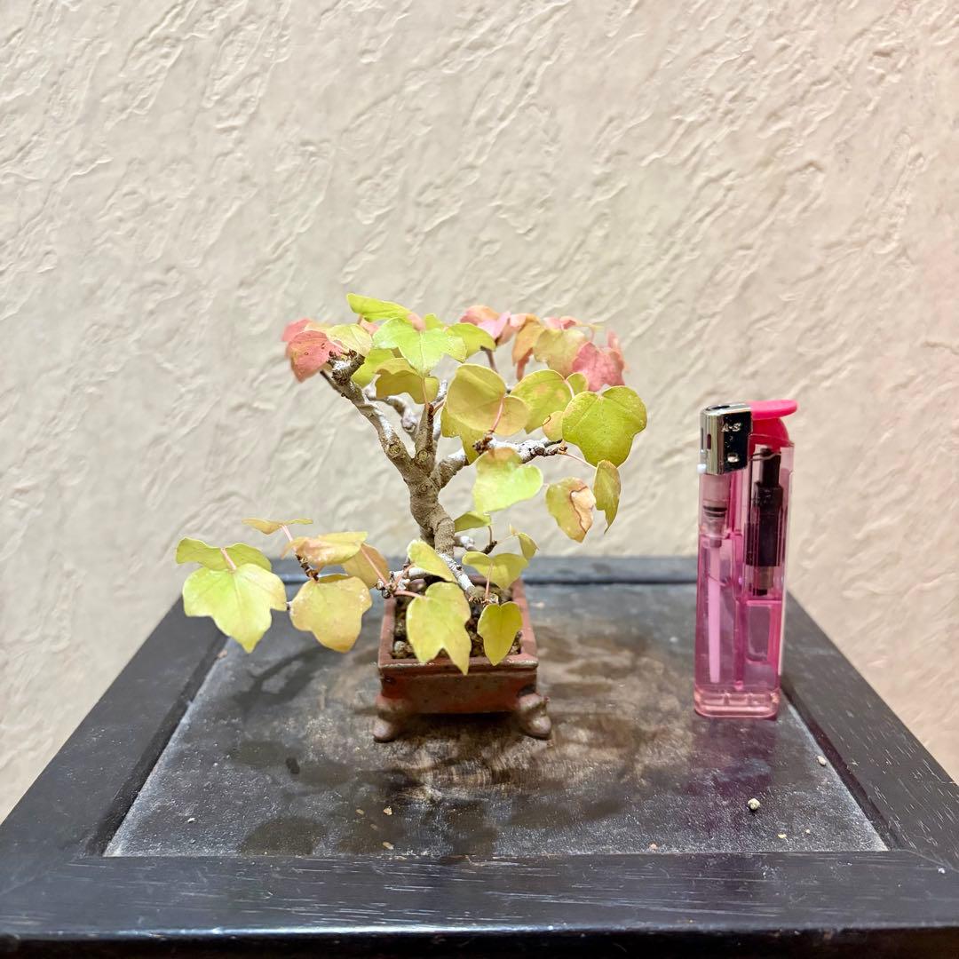 樹高7.5㎝　宮様カエデ　ミニ　小品　盆栽　真柏　黒松　五葉松　楓　紅葉