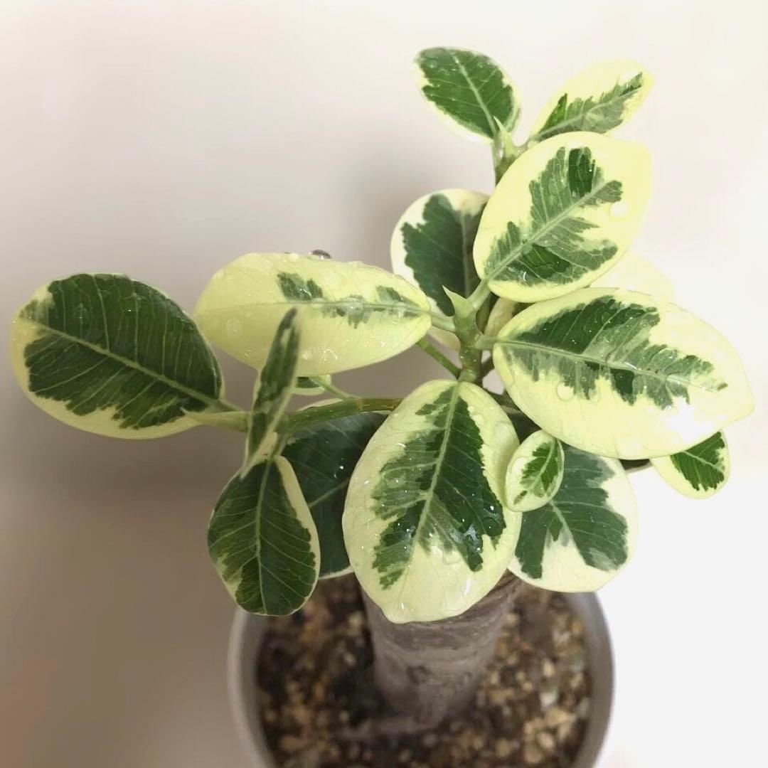 【❤︎…❤︎】　パンダ　ガジュマル　斑入り　接木