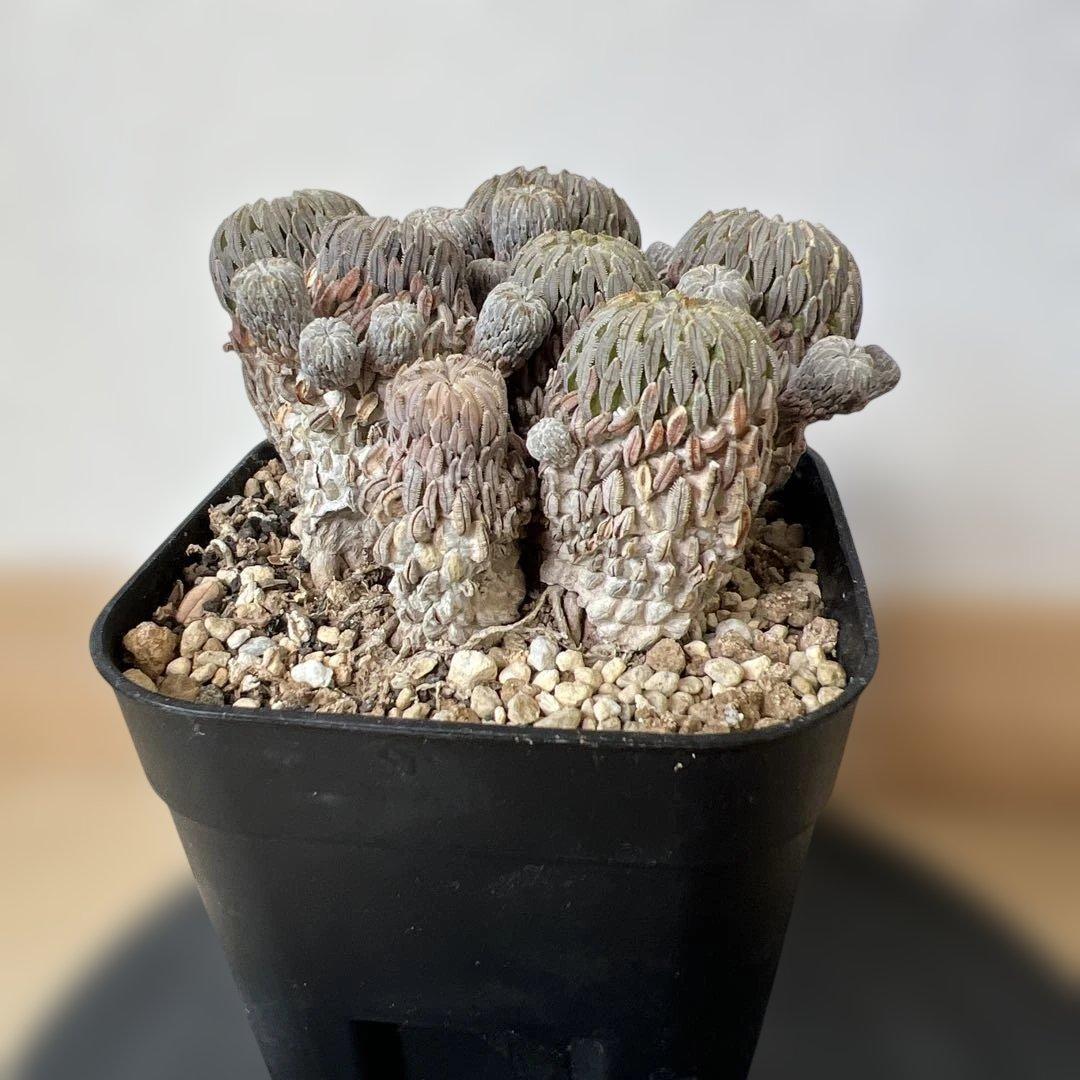 サボテン 精巧丸 群生