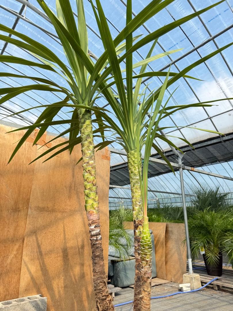 ドラセナ・ニオイシュロラン 3本立 根巻き済み 高さ約2.4m シンボルツリー