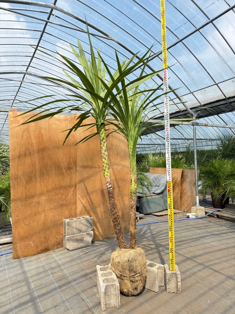 ドラセナ・ニオイシュロラン 3本立 根巻き済み 高さ約2.4m シンボルツリー