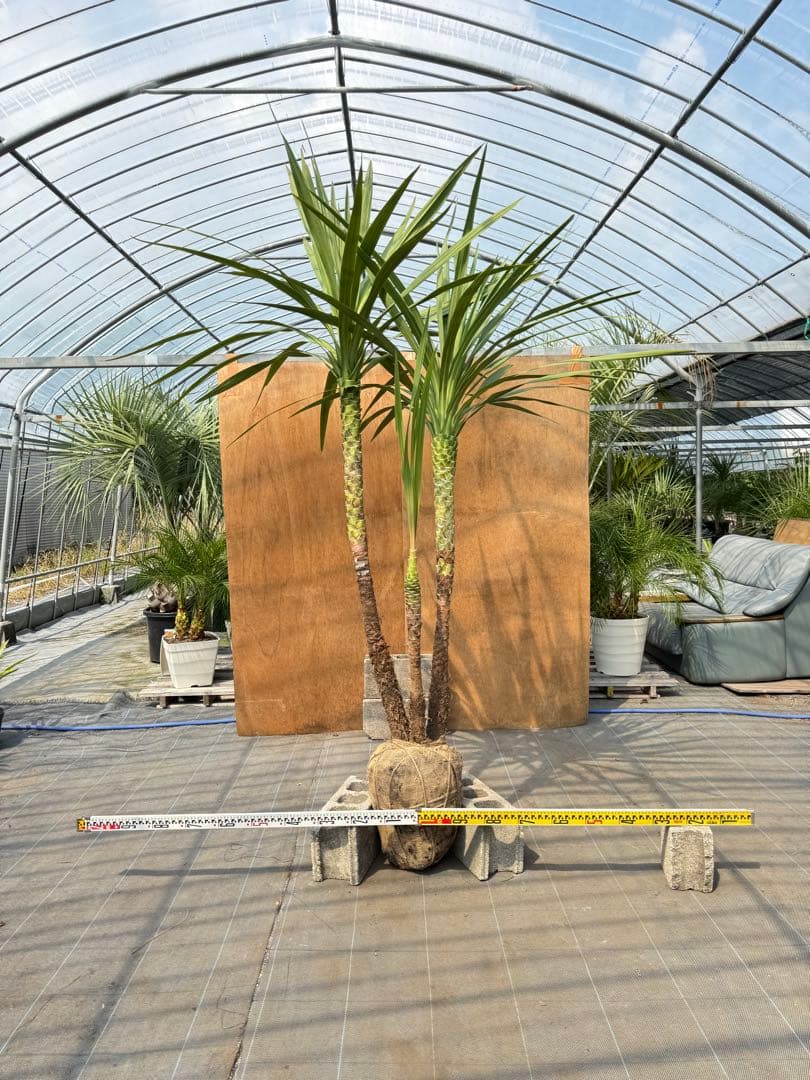 ドラセナ・ニオイシュロラン 3本立 根巻き済み 高さ約2.4m シンボルツリー