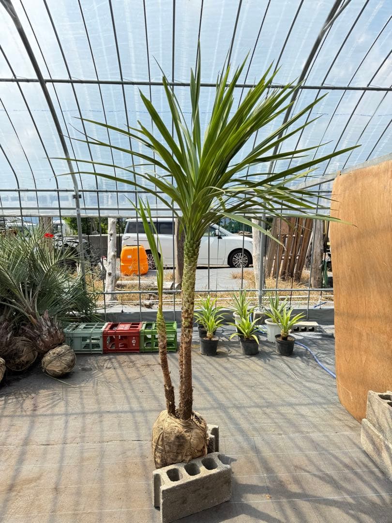 ドラセナ・ニオイシュロラン 3本立 根巻き済み 高さ約2.4m シンボルツリー