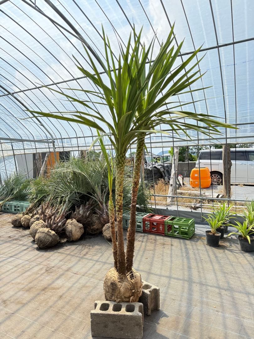 ドラセナ・ニオイシュロラン 3本立 根巻き済み 高さ約2.4m シンボルツリー