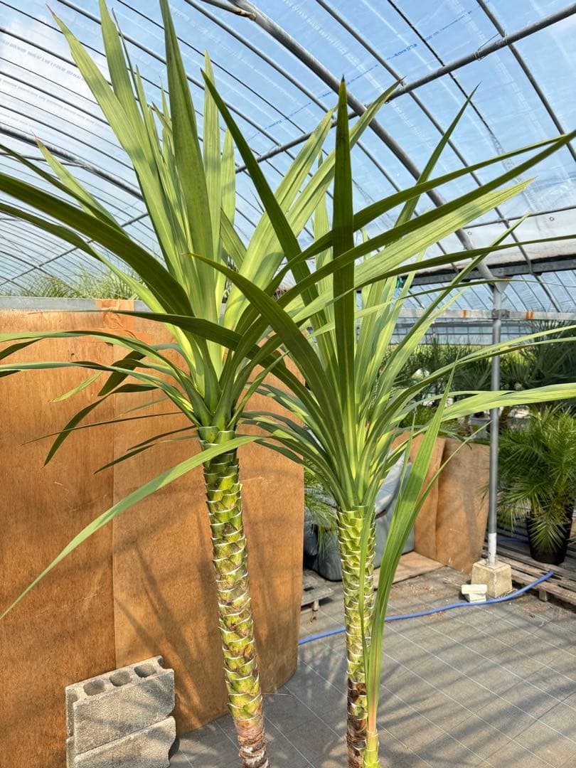 ドラセナ・ニオイシュロラン 3本立 根巻き済み 高さ約2.4m シンボルツリー