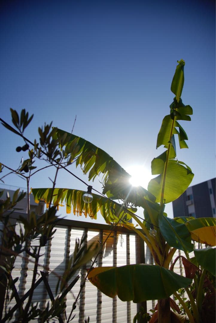 ニコン 24-120mm f/4 ＋ Commlite ソニー用 AFアダプター