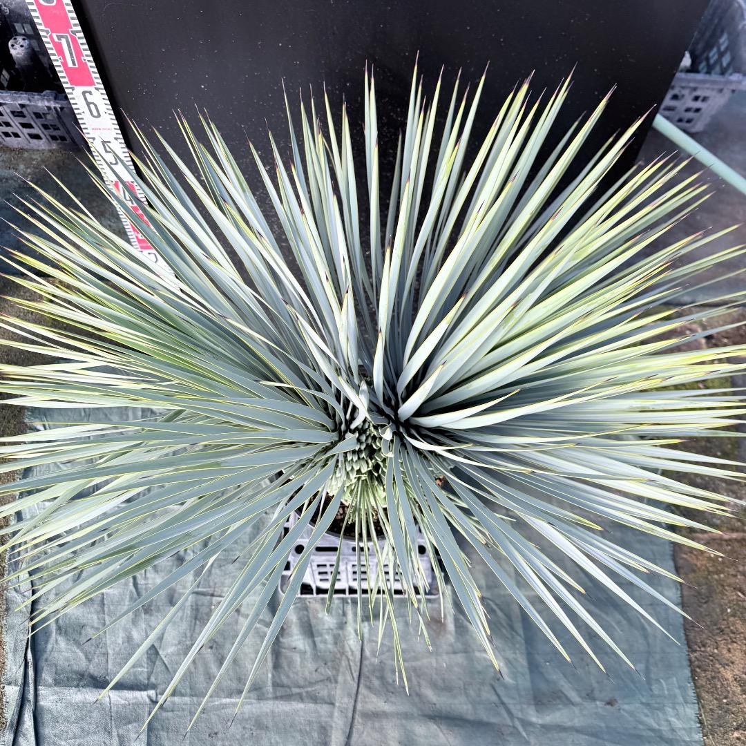 ピ*ん様 【AL1113】ユッカ　ロストラータ　超希少　頂上分頭　４ヘッド個体