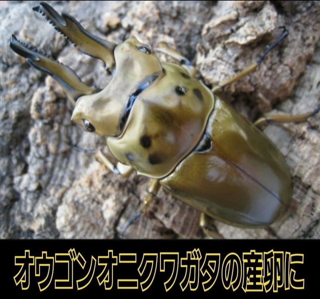 6本セット！クワガタの産卵木はコレが最強！　カワラ植菌材【特大Lサイズ】