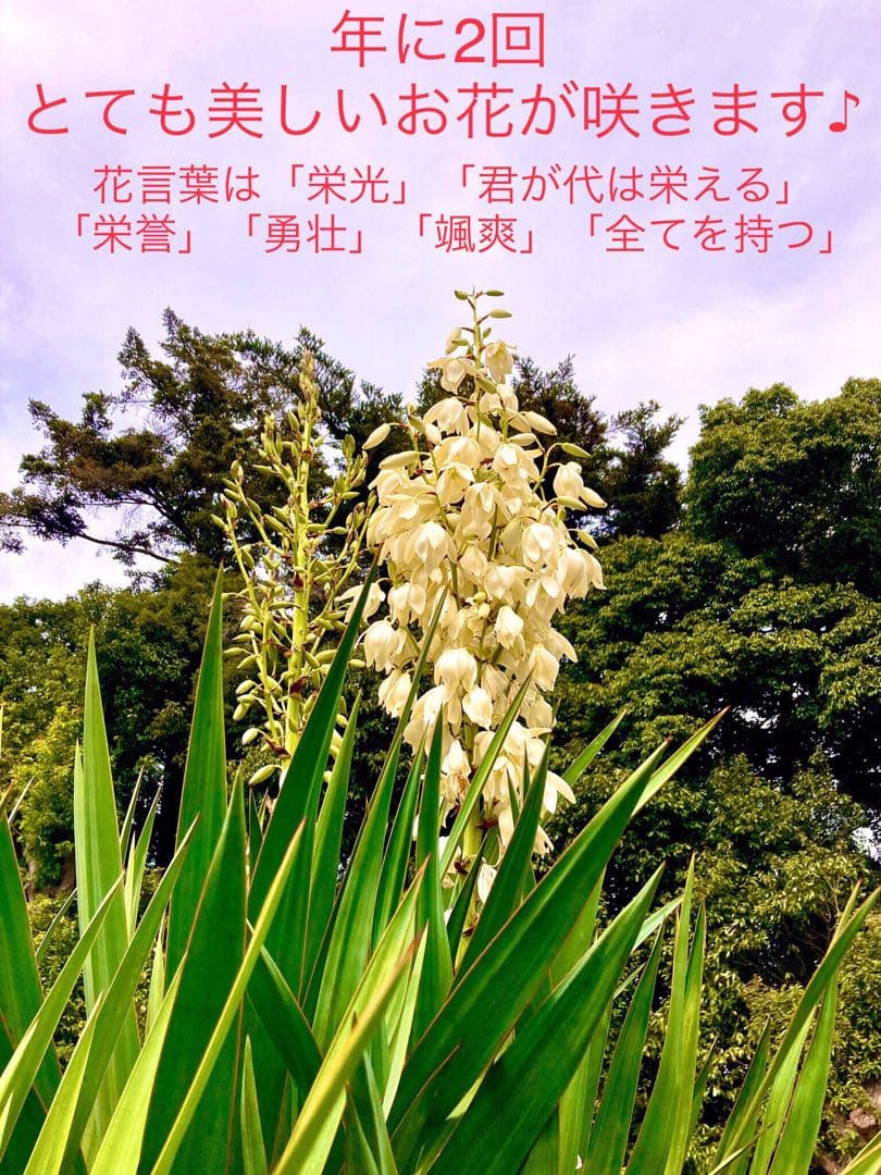 幸運木【森で完全野生化 ユッカ グロリオサ/アツバキミガヨラン】インド鉢植え＊小