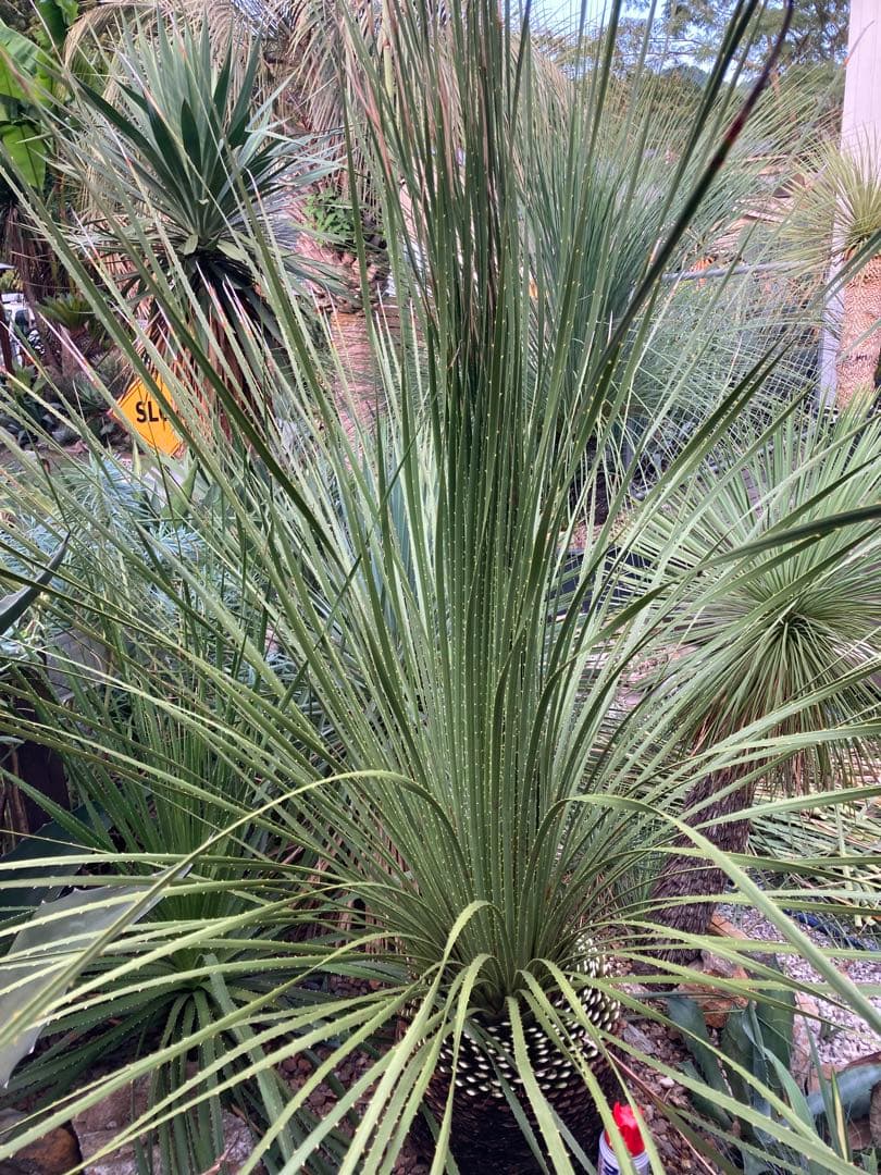 耐寒性！ダシリリオン　ミキワネンシス大株◇ドライガーデン南国ロストラータ　ユッカ