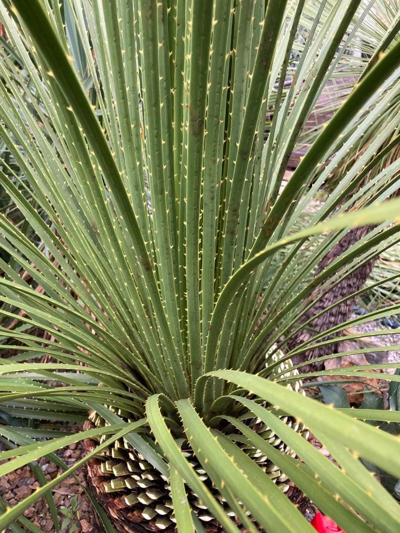 耐寒性！ダシリリオン　ミキワネンシス大株◇ドライガーデン南国ロストラータ　ユッカ