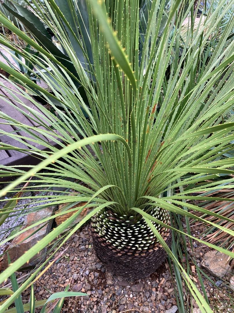 耐寒性！ダシリリオン　ミキワネンシス大株◇ドライガーデン南国ロストラータ　ユッカ