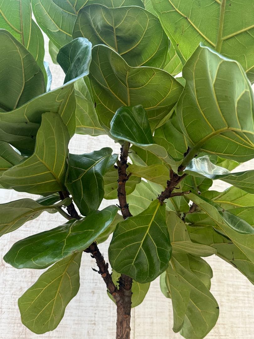 ☆ フィカス•バンビーノ♪10号 幹太 142cm 大葉 リビングサイズ♪