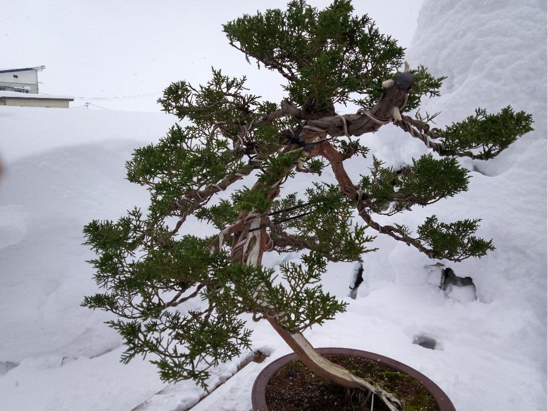 【大品 山採り 真柏盆栽】　　　　　　　⭕デカイ⁉️木製梱包発送～
