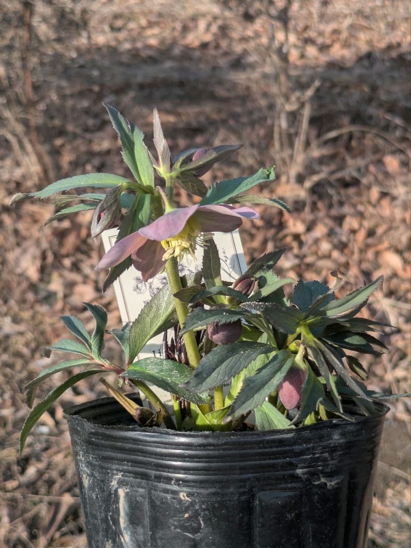 高橋育苗 little beast　原種系バイカラー ss　蕾複数あり