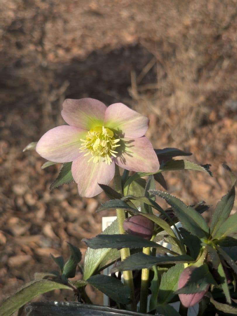 高橋育苗 little beast　原種系バイカラー ss　蕾複数あり