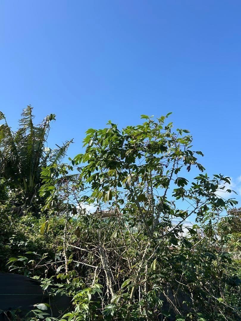 官能的な旨味と甘味。超高級★キャッサバ・ゴールドSS★挿し木枝。60サイズ箱満杯