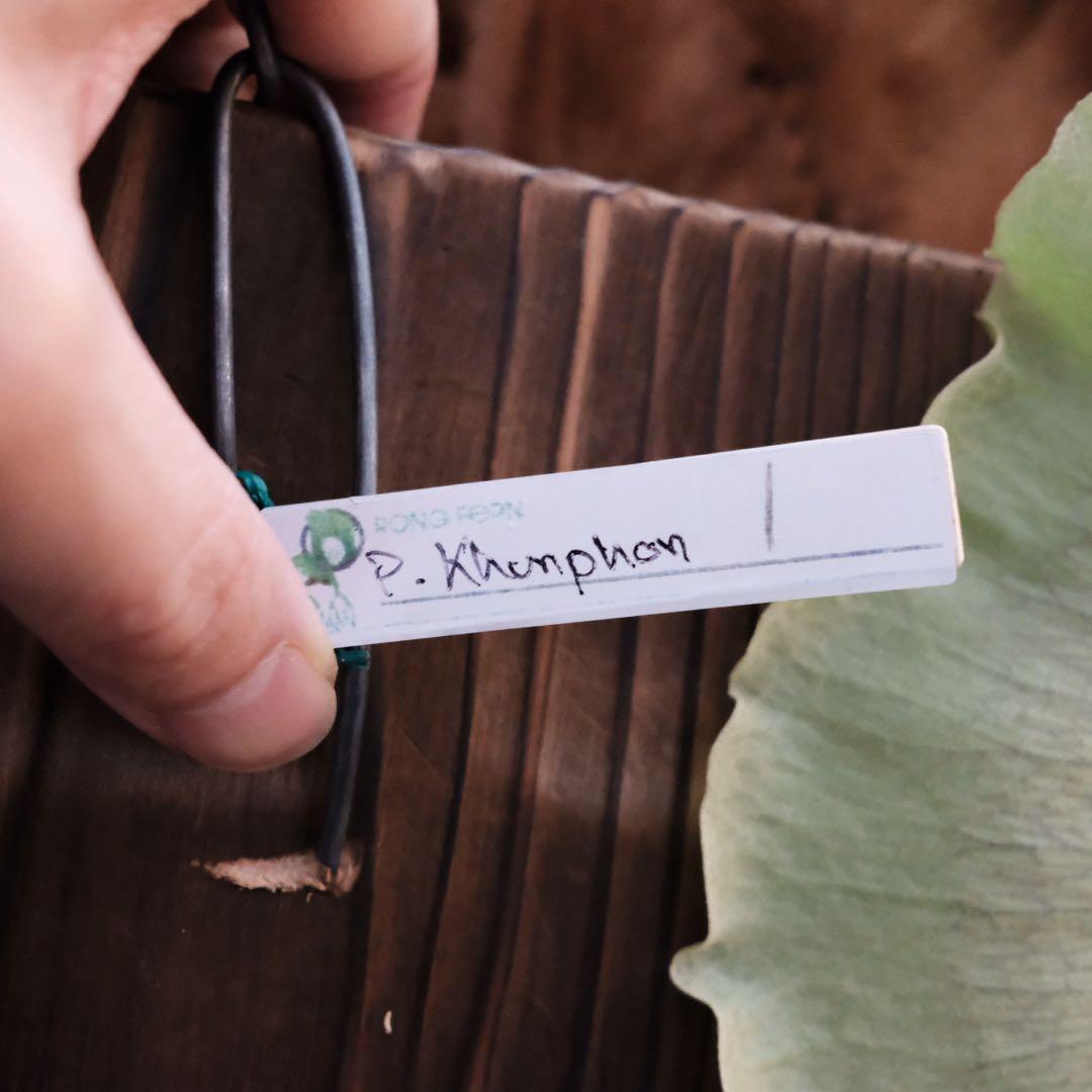 現品親株　大株　ビカクシダ　ヒリー　クンポンKhunphon OC yot#14