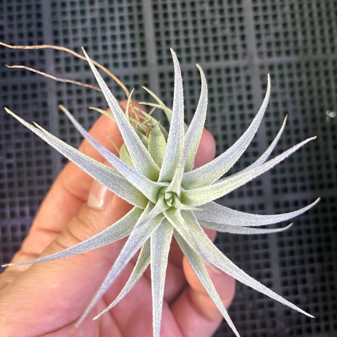ブロメリア・エアープランツ Tillandsia gardneri var. rupicola