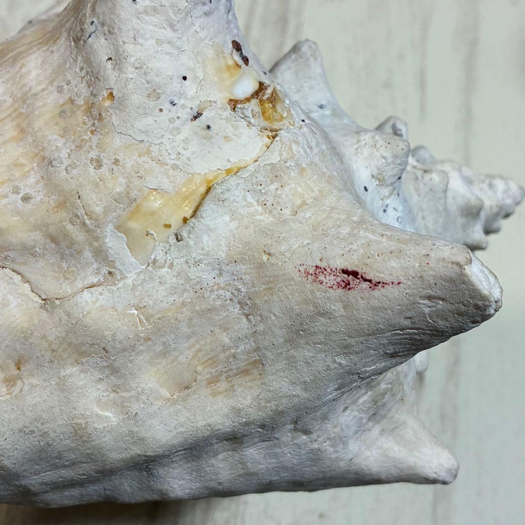 クイーンコンクシェル コンク貝 ピンク貝 24cm 希少 恋愛運 安産 家庭円満