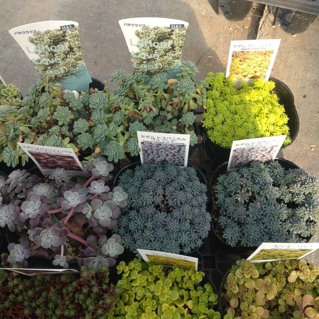 23日発送午前着 ももんちゃさん専用