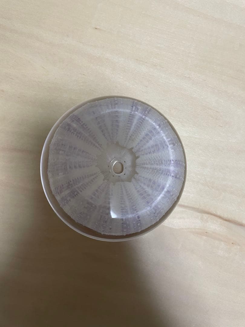 unimaru シラヒゲウニ　ウサギノネドコ