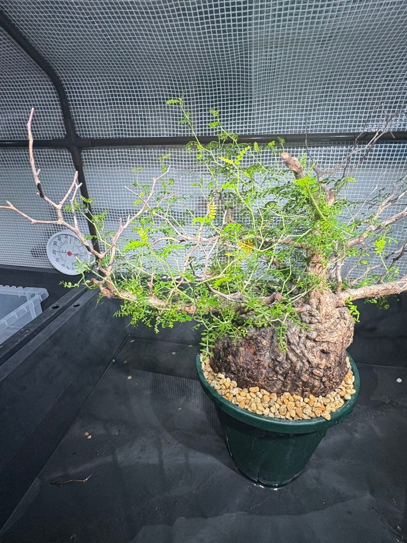 良樹形 （パキプス） 中株／発根済／ワイド枝張り・荒肌塊根の迫力◎